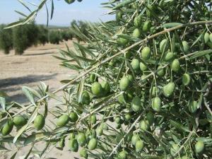 olivos