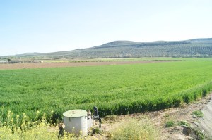 Plantación de trigo en Lopera.