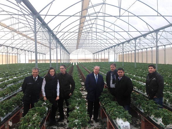 Visita a los invernaderos de Hazafresa de Francisco Reyes y Blas Alves, junto a José Márquez y el equipo de la empresa.