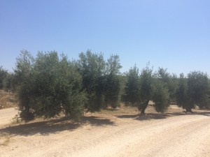 Campos de olivar en la Comarca de Andújar.
