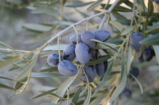 La rebusca de aceituna comenzará oficialmente el día 1 de marzo.