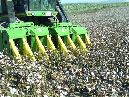 Primeros pasos para constituir la Interprofesional del Algodón.