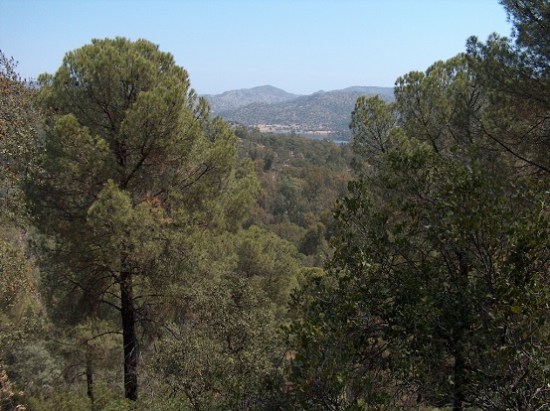 En la Sierra de Andújar existe un grupo numeroso de linces ibéricos. Foto: Ayuntamiento de Andújar.
