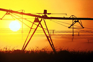 Cultivo en el campo andaluz. Foto: Junta de Andalucía.