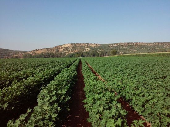 Cultivo de algodón.