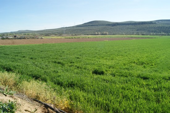Campos de trigo en la Comarca de Andújar.
