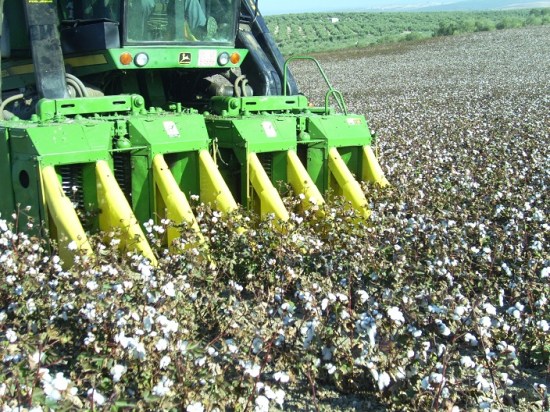 Recolección de algodón en la Comarca de Andújar. Foto: COAG.