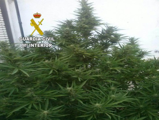 Plantación de marihuana incautada en La Carolina. Foto: Guardia Civil.