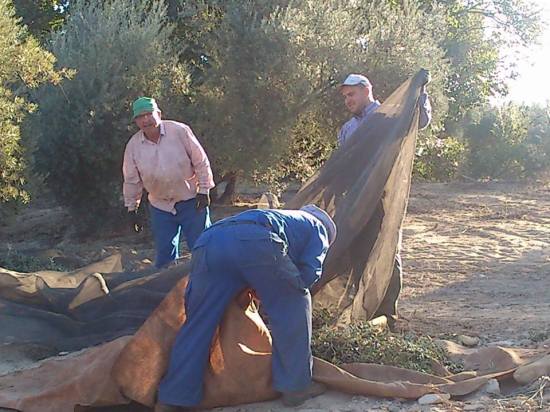Una imagen de la pasada campaña de la aceituna en la Comarca de Andújar.