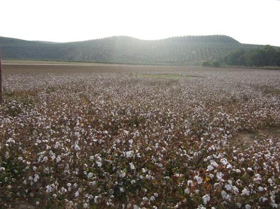 Campos de algodón en la Comarca de Andújar.