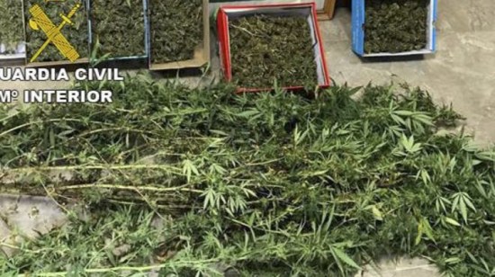 Plantación de marihuana intervenida al detenido. Foto: Guardia Civil.