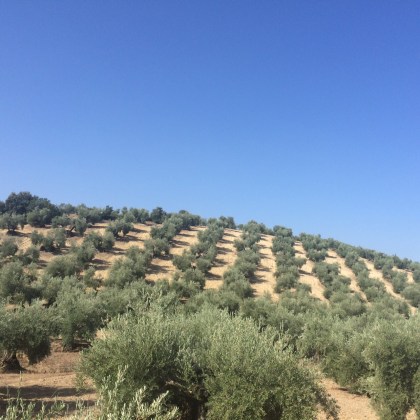 Para el olivar, donde tan sólo se aseguró en 2015 el 8% de la extensión dedicada a este cultivo en Andalucía.