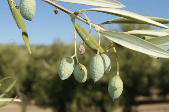 Campaña de la aceituna