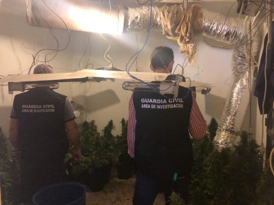 Plantación de marihuana en Andújar