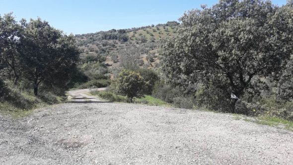 mortandad de liebres