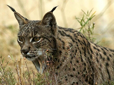 Muere un lince ibérico en Marmolejo