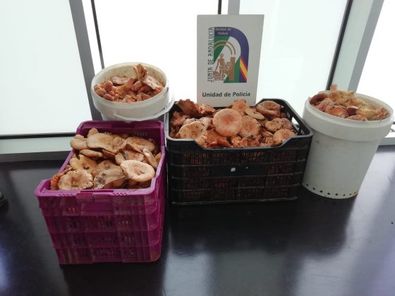 Policía de la Junta de Andalucía