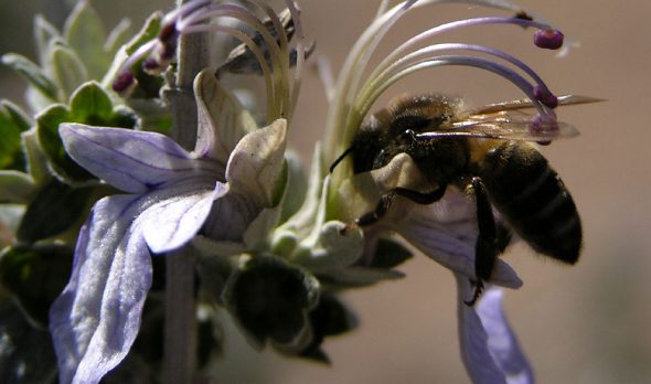 Apicultura en Andújar