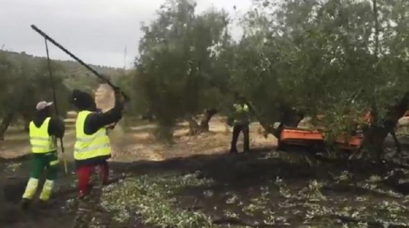 campaña de la aceituna