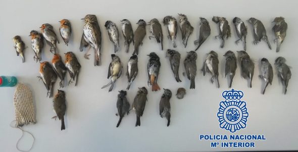 Cazador furtivo en Jaén