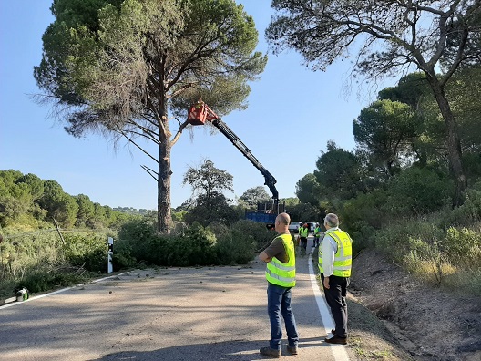 Fomento realiza nuevos trabajos de poda en la carretera A-6177 de Andújar para mejorar la seguridad vial.