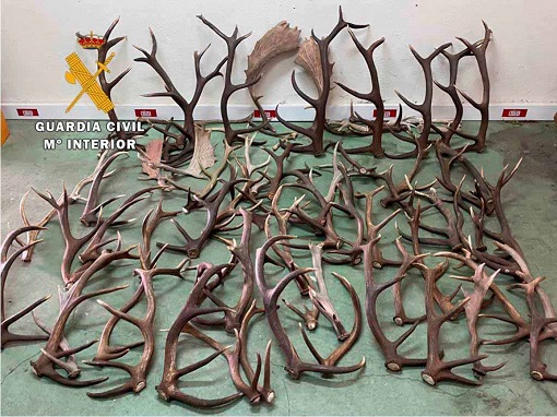 La Guardia Civil interviene 60 kilogramos de cuernas, procedentes del desmogue de ciervos y gamos.