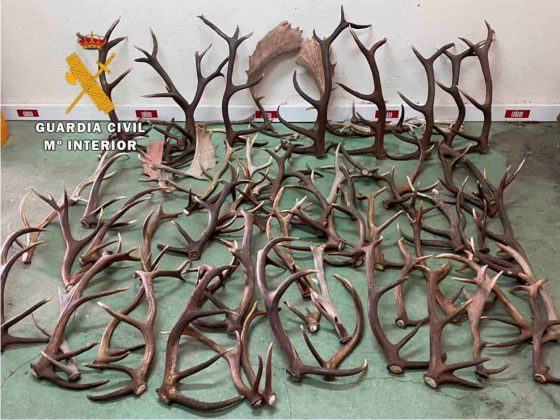 Cuernas de ciervos y gamos