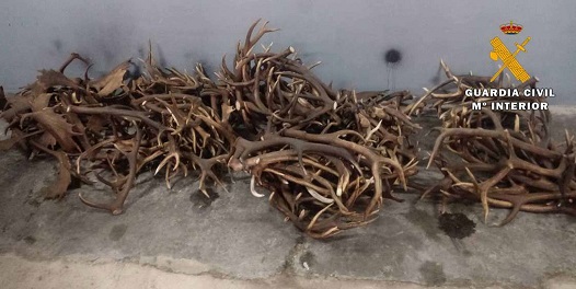 La Guardia Civil interviene en Andújar un total de 152 kg de cuernas procedentes del desmogue de ciervos y gamos.