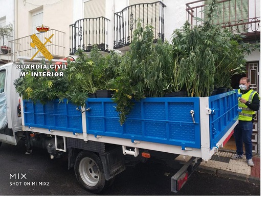 Tres detenidos por cultivar 130 plantas de marihuana en su vivienda.