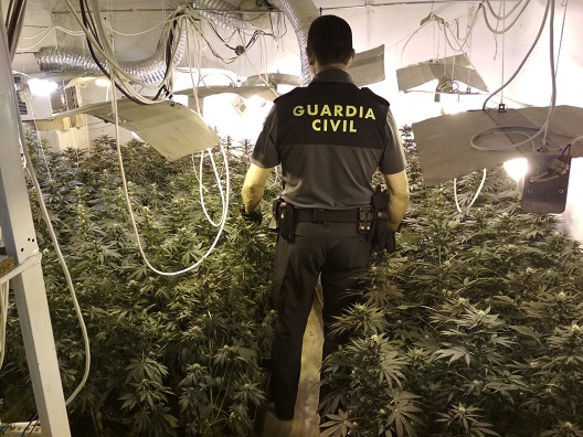 La Guardia Civil se incauta de 243 plantas de marihuana en Mengíbar.