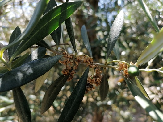 COAG Jaén alerta de un ataque nunca visto de prays que podría afectar a entre el 20 y el 50% de la flor del olivo y la próxima cosecha de aceituna.