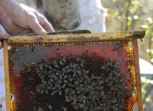 La industria envasadora utiliza las importaciones de miel de baja calidad para distorsionar el mercado.