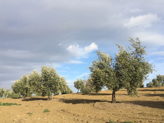 La rebaja del 20% de módulos del IRPF 2020 beneficiará a todos los agricultores y ganaderos y reducirá la base imponible en 600 millones.