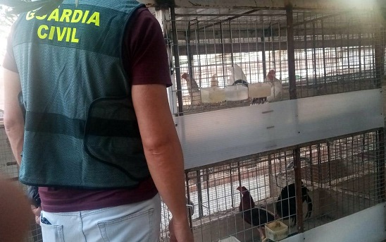 Investigan a una persona por robar gallos y pollos en una casa de campo.