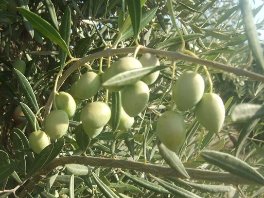 COAG denuncia que los precios del aceite continúan a la baja, cuando las almazaras sólo conservan el 30% del aceite producido.