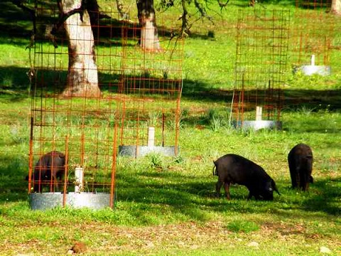 Andalucía cuenta con más de medio millón de hectáreas de producción integrada y casi 50.000 productores.