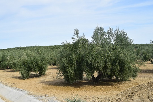 COAG Jaén denuncia que la especulación en el sector del olivar es “insostenible”.