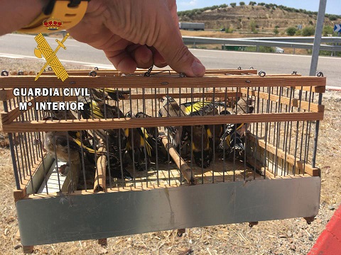 La Guardia Civil investiga a una persona en Bailén por captura ilegal de aves.