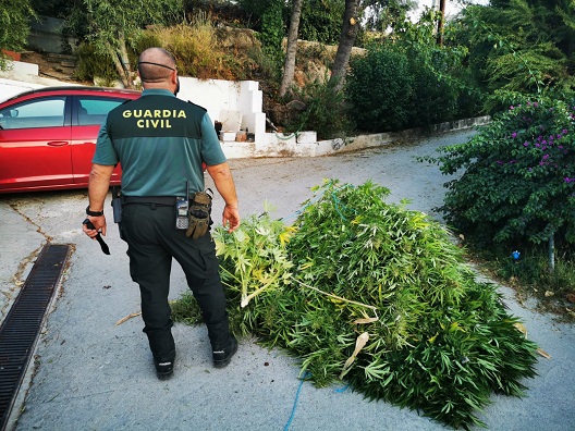 La Guardia Civil ha desarticulado cuatro plantaciones de marihuana.