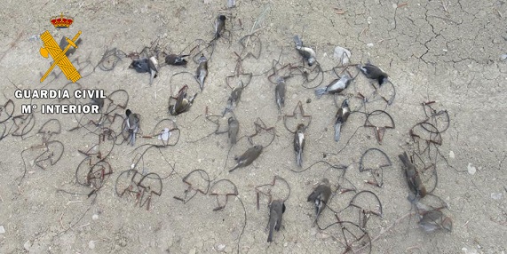 La Guardia Civil investiga a una persona como presunta autora de un delito relativo a la Flora y Fauna.