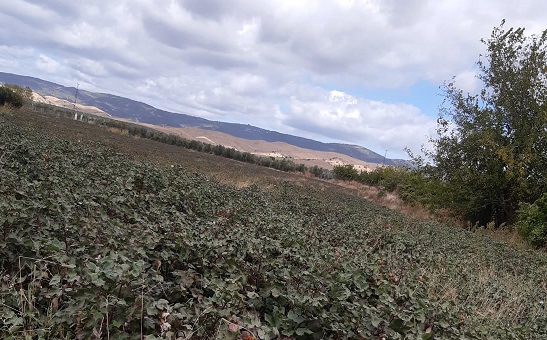 COAG Jaén alerta de una fuerte bajada de los rendimientos del algodón debido a dos plagas.
