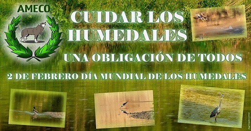 La Asociación Medioambiental Ameco participa en un proyecto para conservar los humedales andaluces.