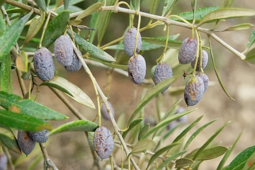 El Gobierno aprueba el real decreto que permitirá la autorregulación del sector del aceite de oliva.