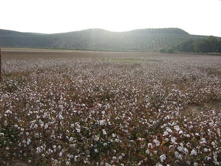 COAG Jaén valora positivamente la rebaja de los módulos del olivar al 0,18%, aunque lamenta que se haya quedado fuera el algodón.