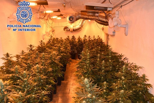 La Policía Nacional detiene en Jaén a una persona que gestionaba una plantación de marihuana.