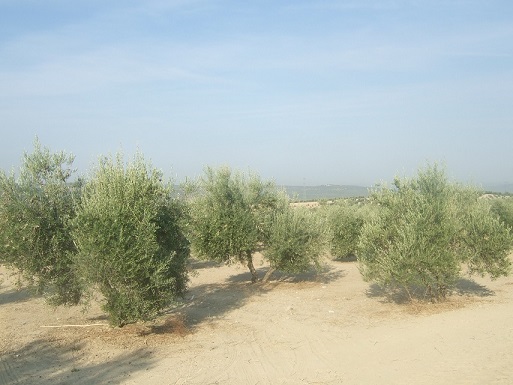 El sector agrario andaluz mantiene su convocatoria de movilizaciones en contra de la convergencia brusca de la PAC.