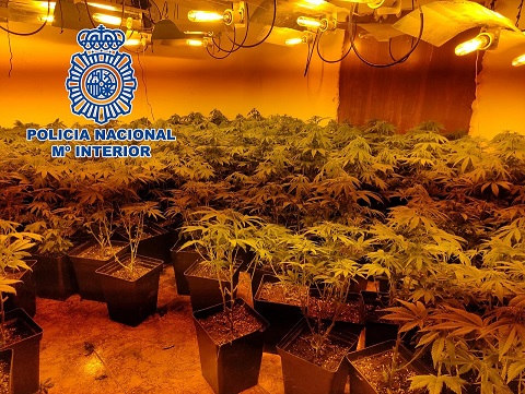 La Policía Nacional detiene en Linares a tres personas que gestionaban tres plantaciones de marihuana.