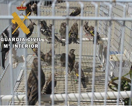 La Guardia Civil investiga a una persona como presunta autora de un Delito contra la Protección de la Flora y Fauna.