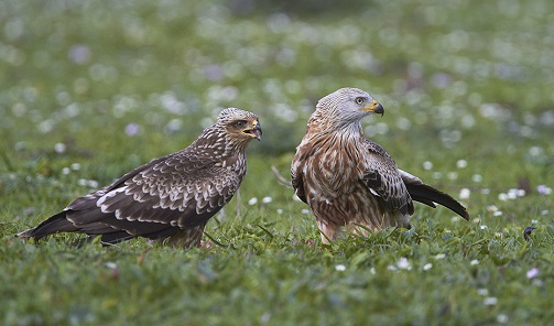 El Gobierno de Andalucía intensifica sus esfuerzos para la conservación del milano real.