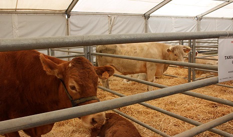 La Junta convoca ayudas por más de 1,6 millones para certámenes agroganaderos y jornadas técnicas.